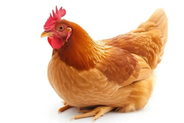 Poultry Business